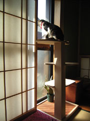 Kemeko on the Cat Tower2